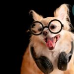 Do Chihuahuas Like Music?