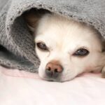 Reasons Why Your Chihuahua Yelps Randomly