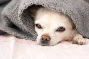 Read more about the article Reasons Why Your Chihuahua Yelps Randomly