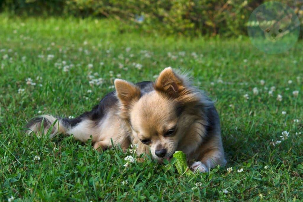 Vegetables Chihuahuas Can Eat - Cucumber