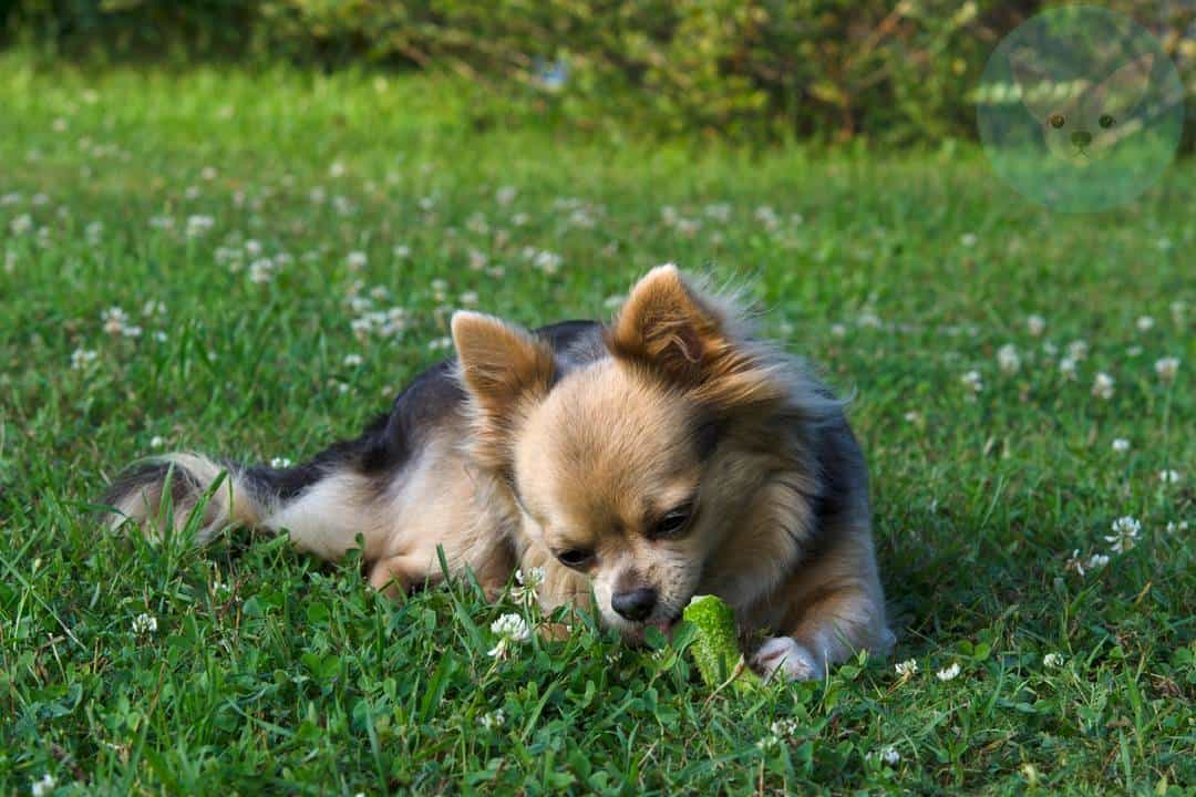 Fruits and Vegetables Chihuahuas Can Eat