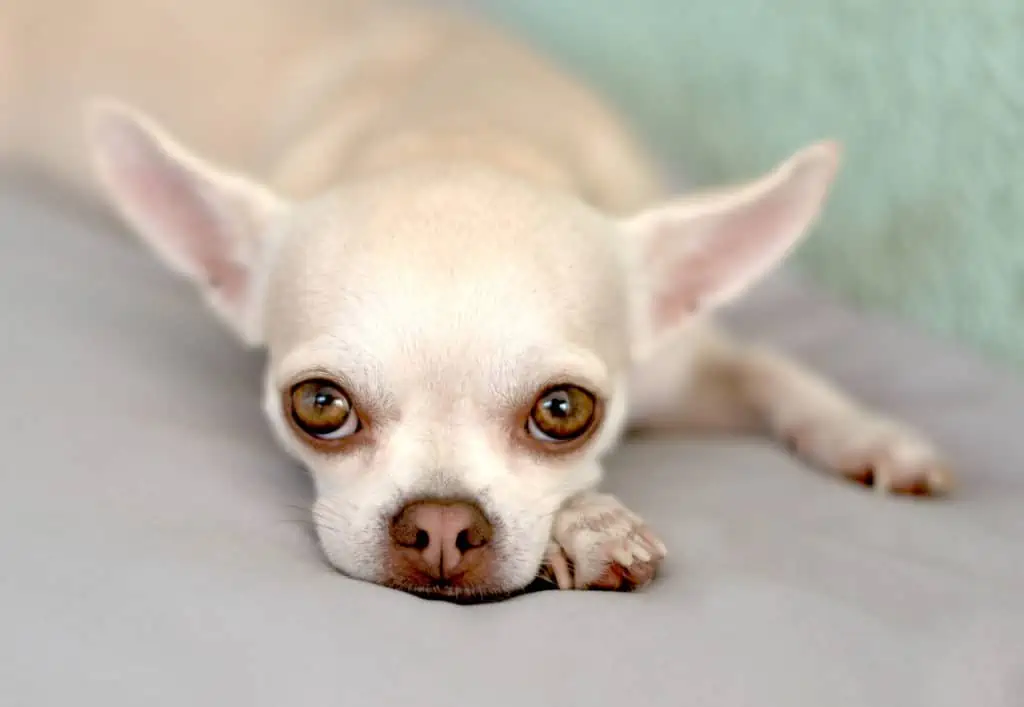 Smooth coat Chihuahua