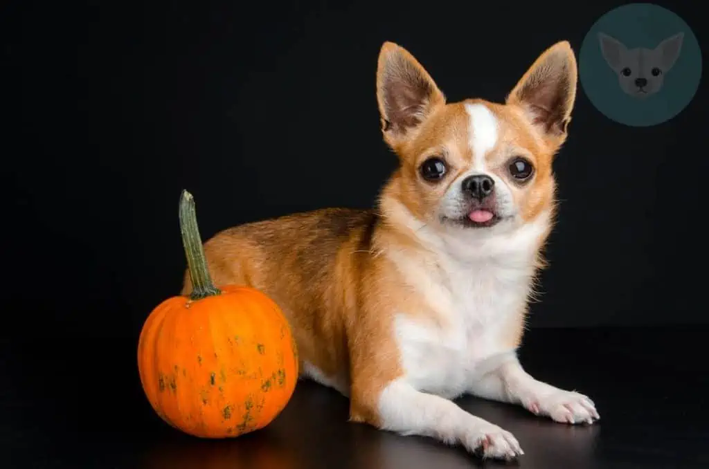 Vegetables Chihuahuas Can Eat - Pumpkin