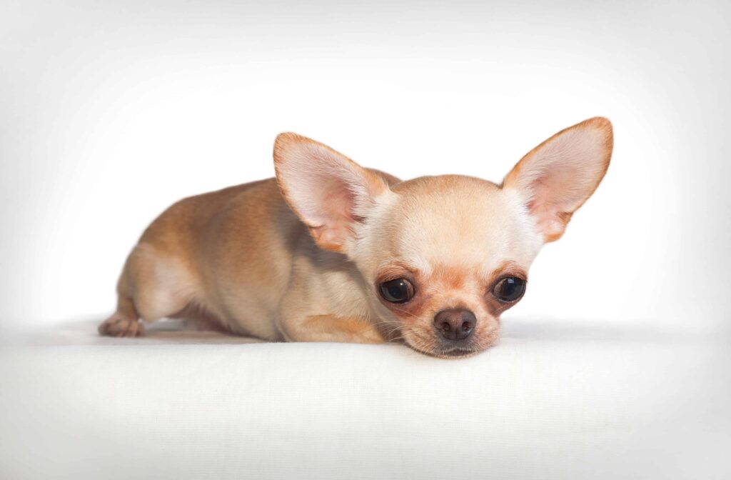 Pear head Chihuahua