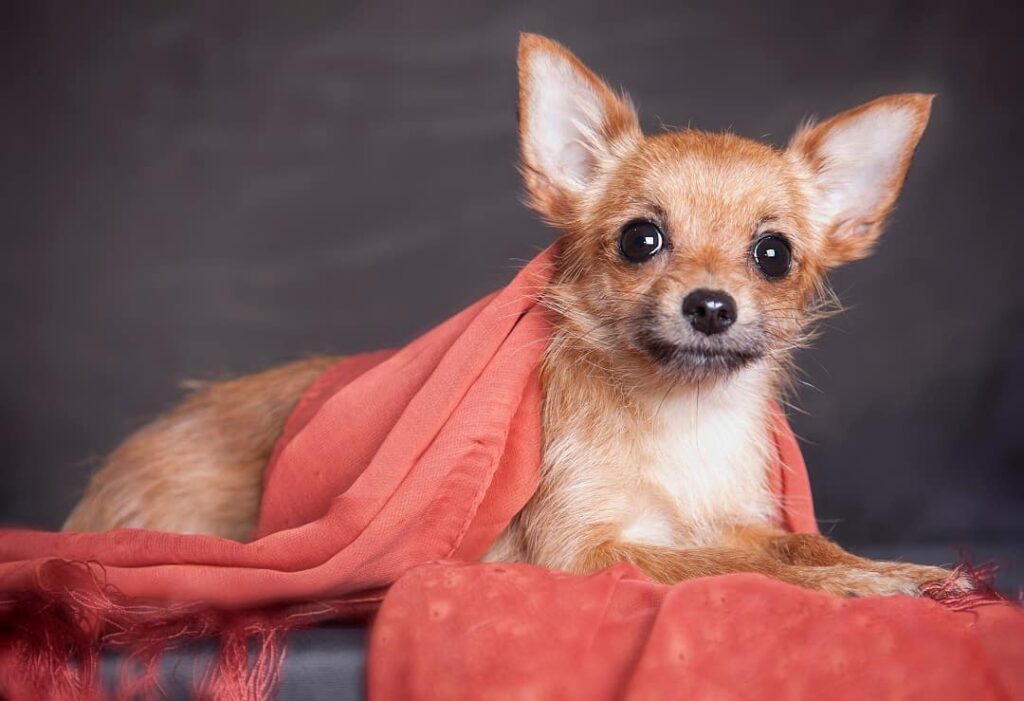 Chihuahua Life Span UPDATED