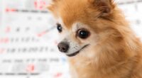 Chihuahua Growth Chart 2 shutterstock 1609896520