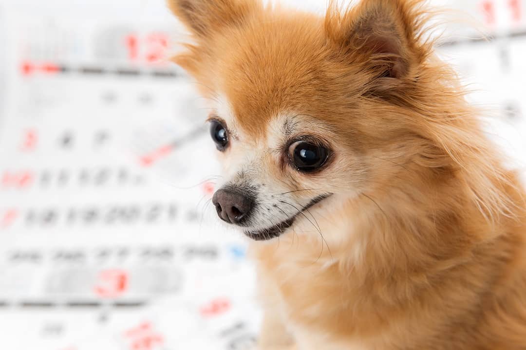 Chihuahua Growth Chart 1 shutterstock 1609896520