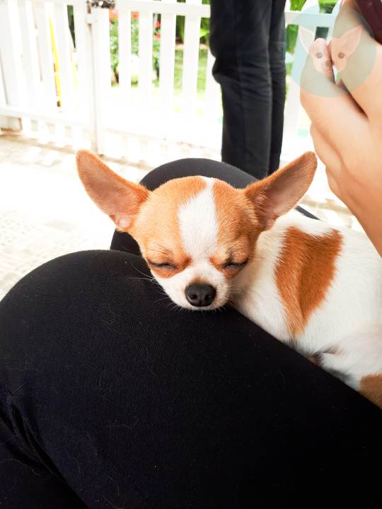 Why Does My Chihuahua Lick My Face?