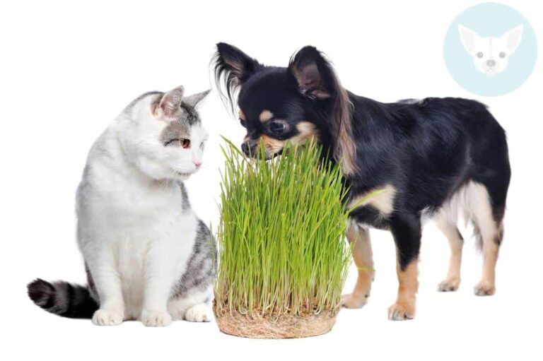 Fruits and Vegetables Chihuahuas Can Eat
