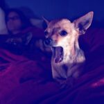 Chihuahua Barks at Night? Here is what you should do.