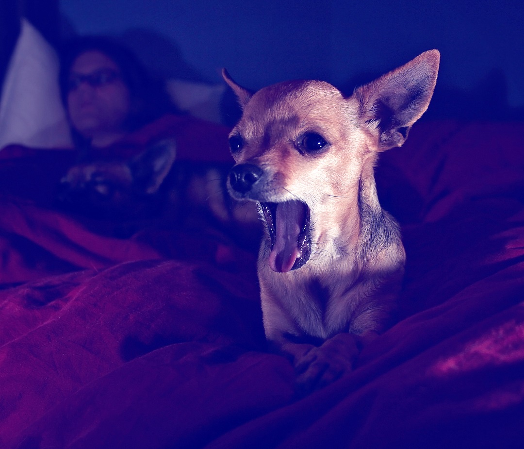 Read more about the article Chihuahua Barks at Night? Here is what you should do.