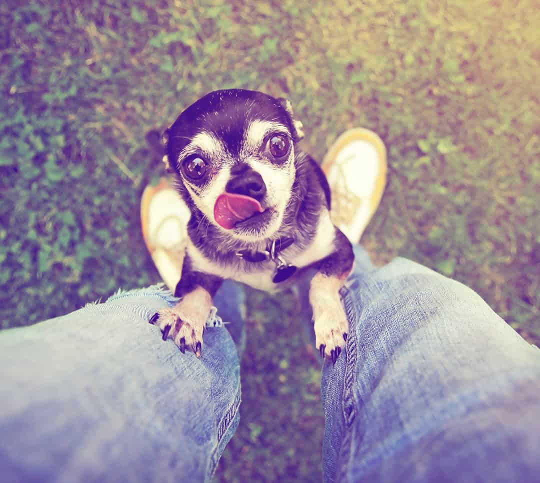 How to Stop a Chihuahua From Begging 1 shutterstock 201424214
