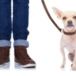 How to Leash Train Your Chihuahua