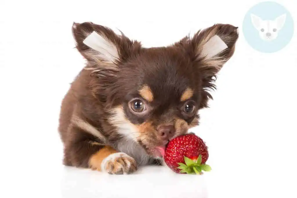 Fruits Chihuahuas Can Eat - Strawberries