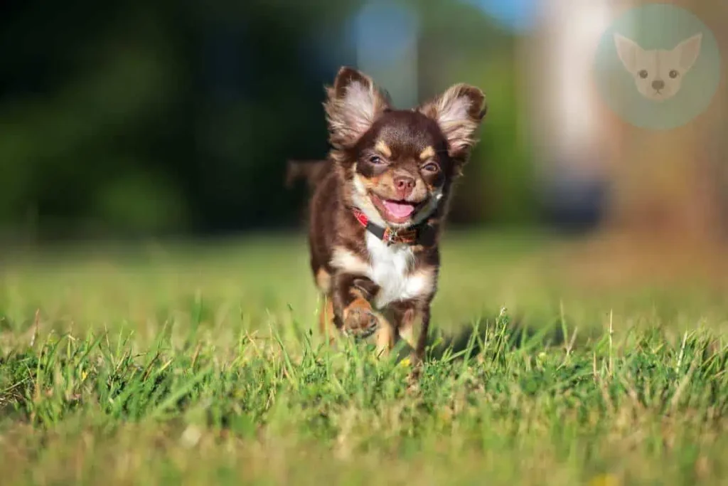 240 Names Your Chihuahua Puppy will Love 8 shutterstock 305055026 result