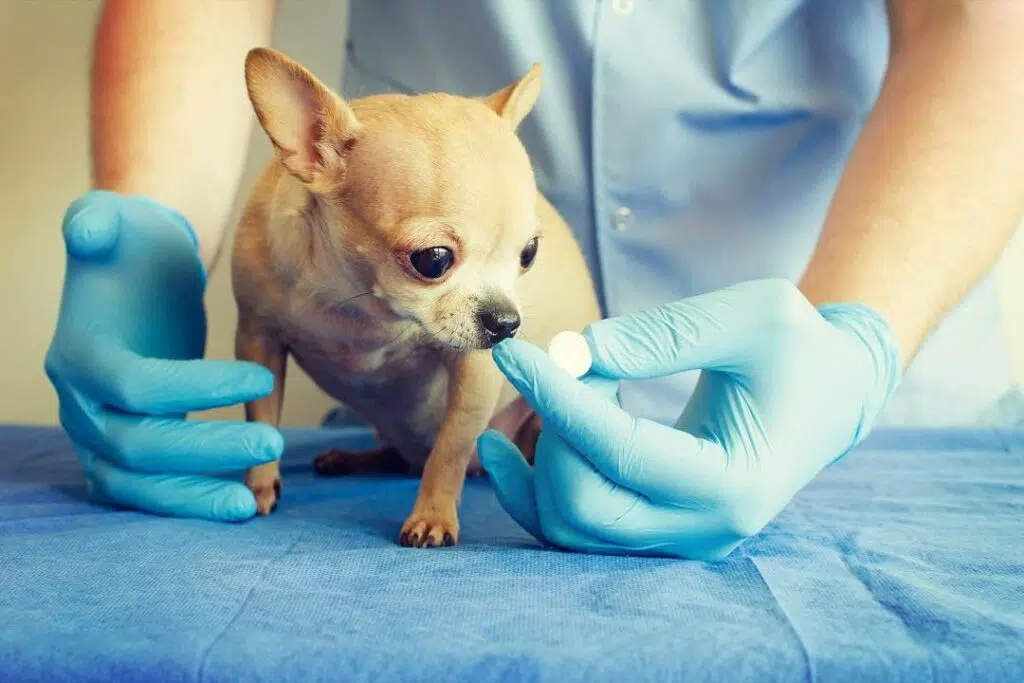 Five Life-Lengthening Health Tips for Your Chihuahua 5 shutterstock 364291058