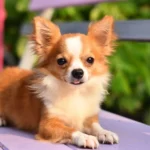 Improve Your Chihuahua’s Skin & Coat With This One Simple Hack