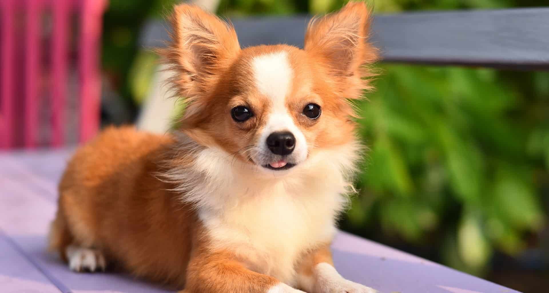 Improve Your Chihuahua’s Skin & Coat With This One Simple Hack 1 shutterstock 379738561