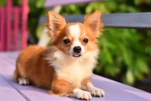 Read more about the article Improve Your Chihuahua’s Skin & Coat With This One Simple Hack