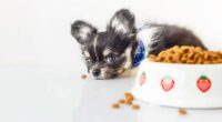 The Most Common Eating Problems with Chihuahuas 2 shutterstock 382565791