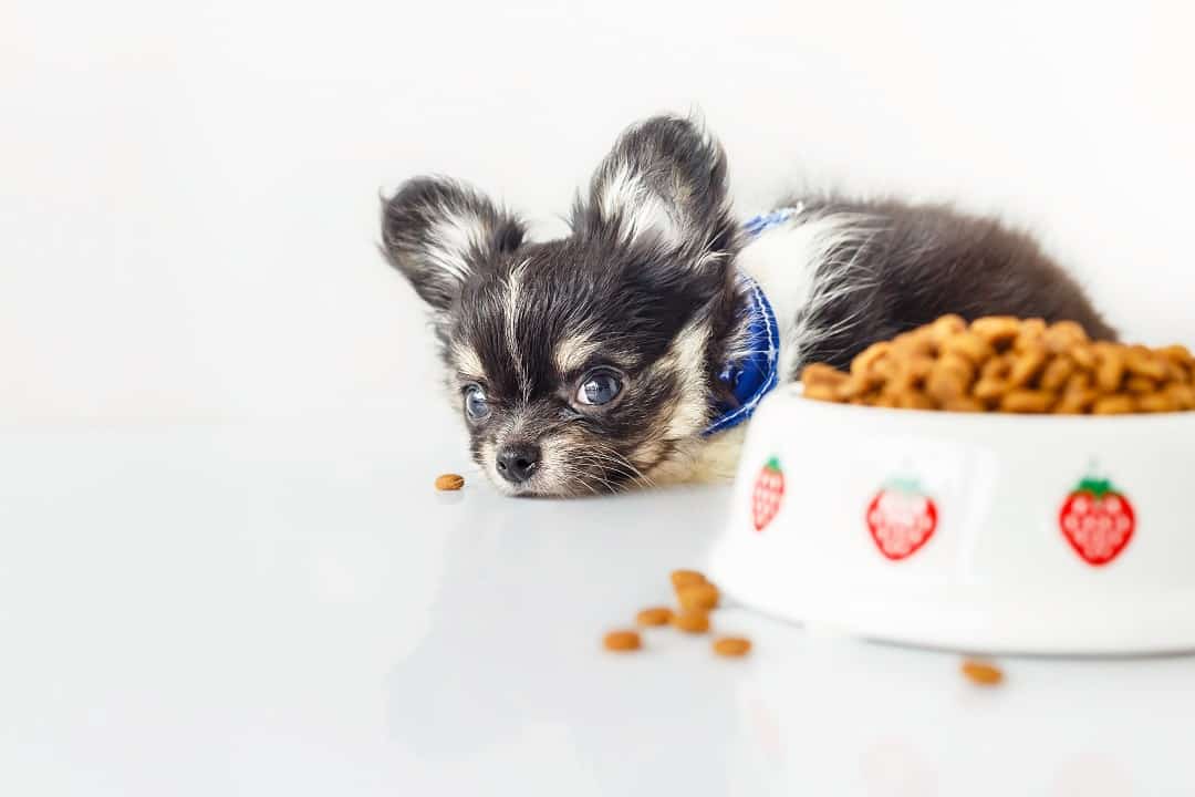 The Most Common Eating Problems with Chihuahuas 1 shutterstock 382565791