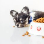 The Most Common Eating Problems with Chihuahuas