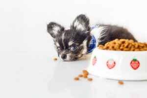 Read more about the article The Most Common Eating Problems with Chihuahuas