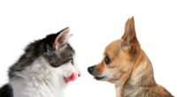 Are Chihuahuas Good with Cats? 2 shutterstock 43379749