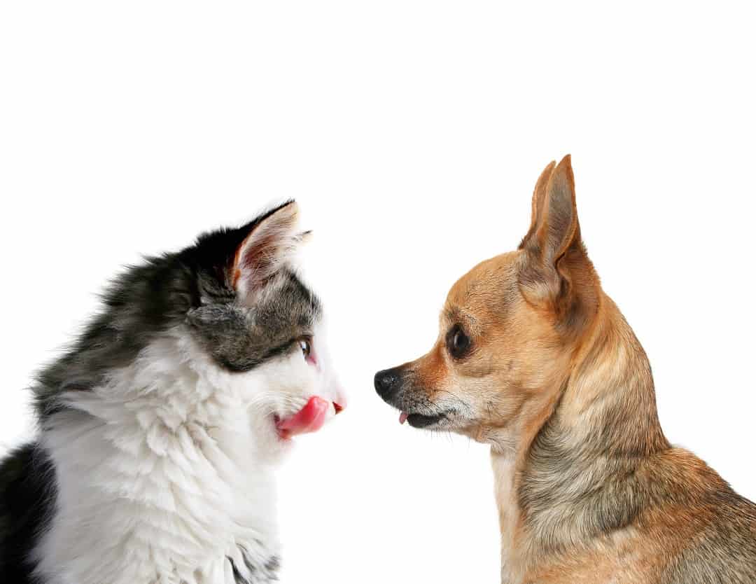 Are Chihuahuas Good with Cats? 1 shutterstock 43379749