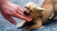 Chihuahua Nipping and Biting Issues 2 shutterstock 436333105