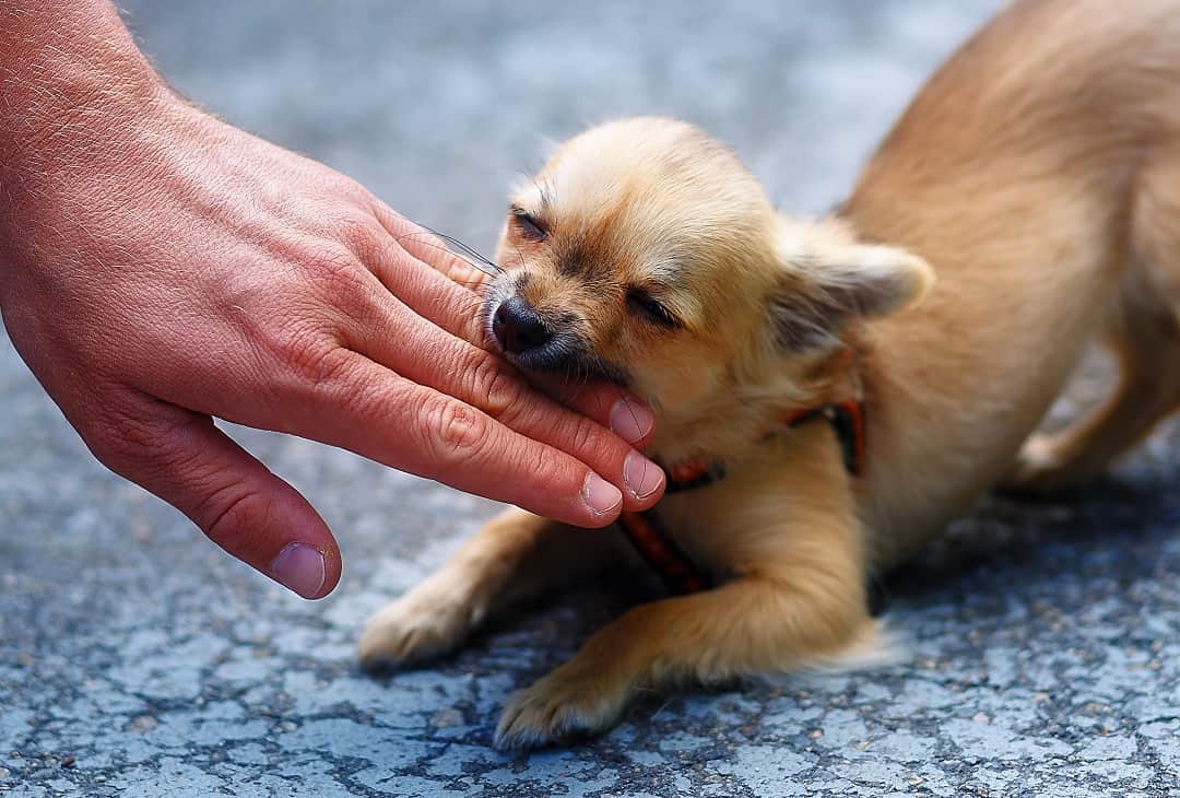Chihuahua Nipping and Biting Issues