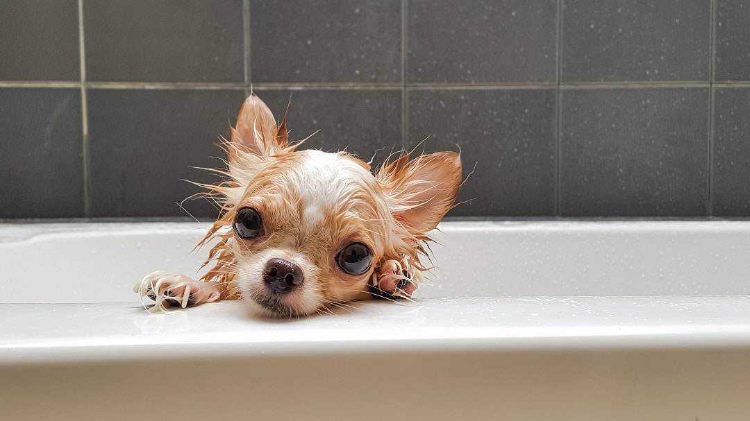 How to bathe your Chihuahua
