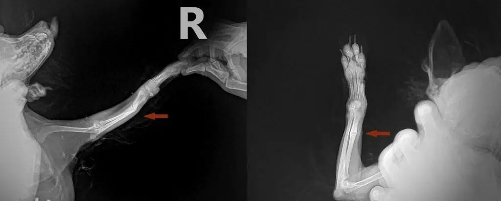 Must read Chihuahua health problems 5 shutterstock 523207969