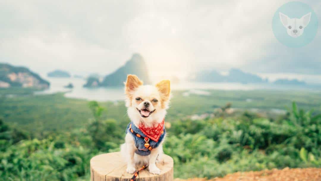 What is the Safe Temperature for Your Chihuahua 1 shutterstock 523387405 result