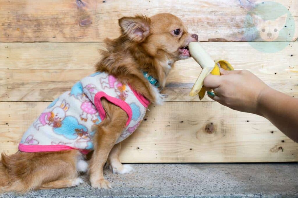 Fruits Chihuahuas Can Eat - Bananas