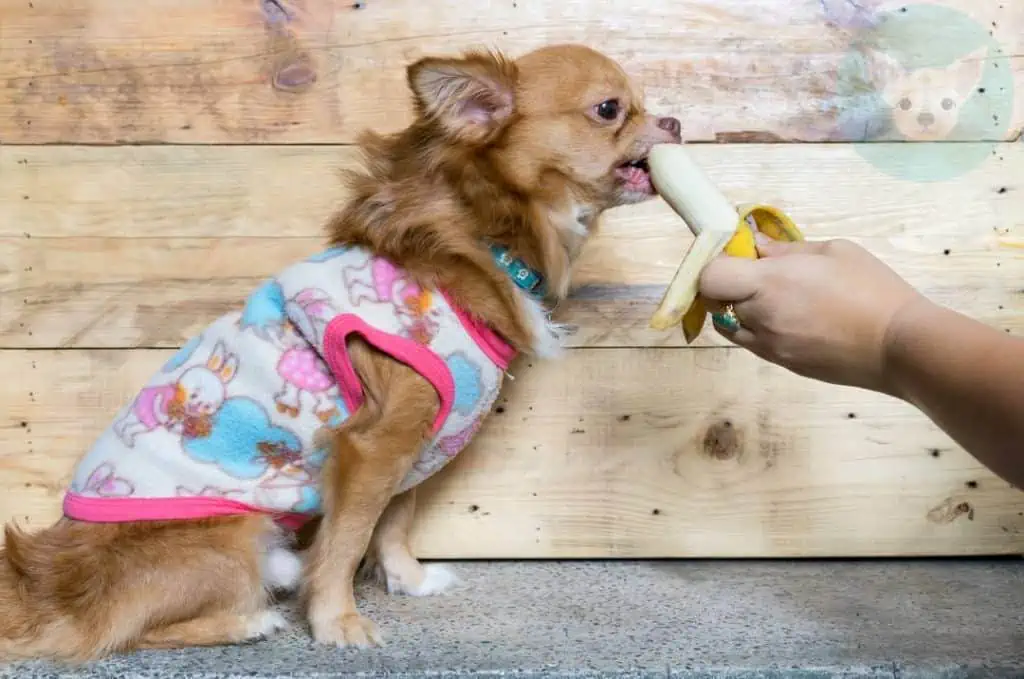 Fruits Chihuahuas Can Eat - Bananas