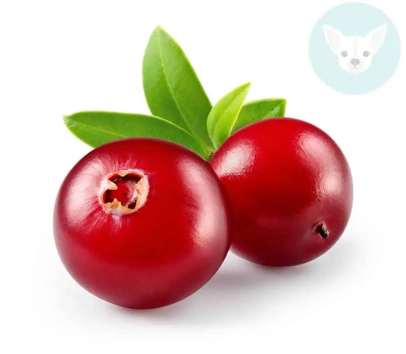 Fruits Chihuahuas Can Eat - Cranberry