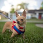 Train Your Chihuahua to Protect You