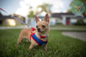 Read more about the article Train Your Chihuahua to Protect You