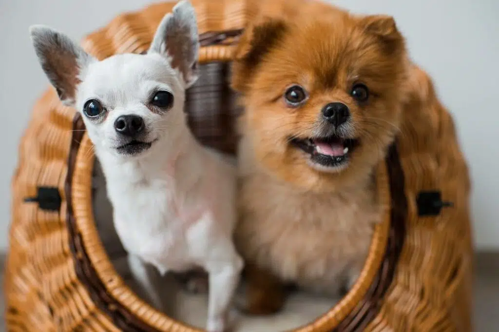 Chihuahua Vs Pomeranian