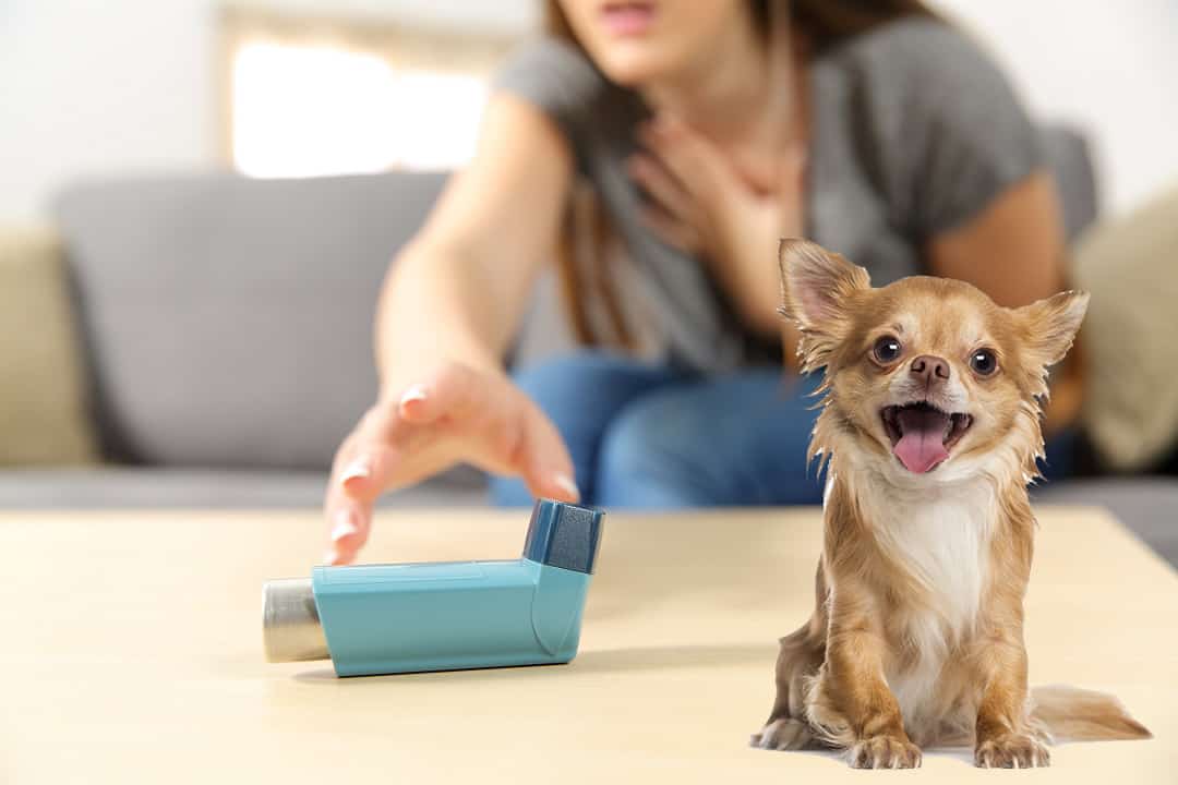 Can Chihuahuas Help with Asthma?