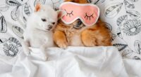 Chihuahua vs Pomeranian 2 shutterstock 629656997