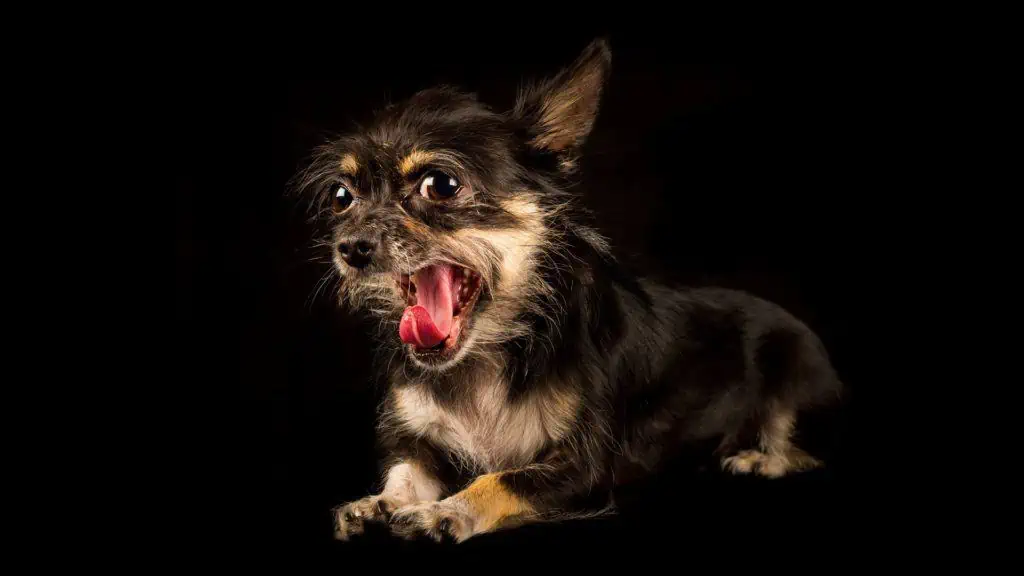 Chihuahua, Dog, Small Dog, Cute, Small, Pet, Fur