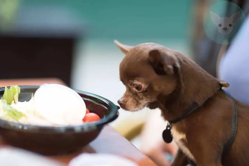 Vegetables Chihuahuas Can Eat - Spinach