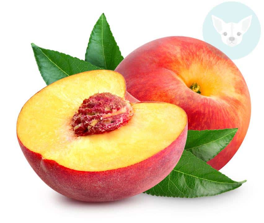 Fruits Chihuahuas Can Eat - Peaches