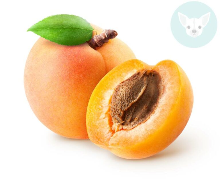 Fruits and Vegetables Chihuahuas Can Eat