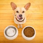 The Top 7 Reasons Why a Chihuahua May Always be Hungry