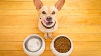 The Top 7 Reasons Why a Chihuahua May Always be Hungry 2 shutterstock 773023270
