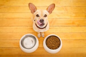 Read more about the article The Top 7 Reasons Why a Chihuahua May Always be Hungry