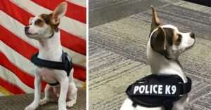 Read more about the article Tiny Chihuahua K9 Joins Ohio Police Force